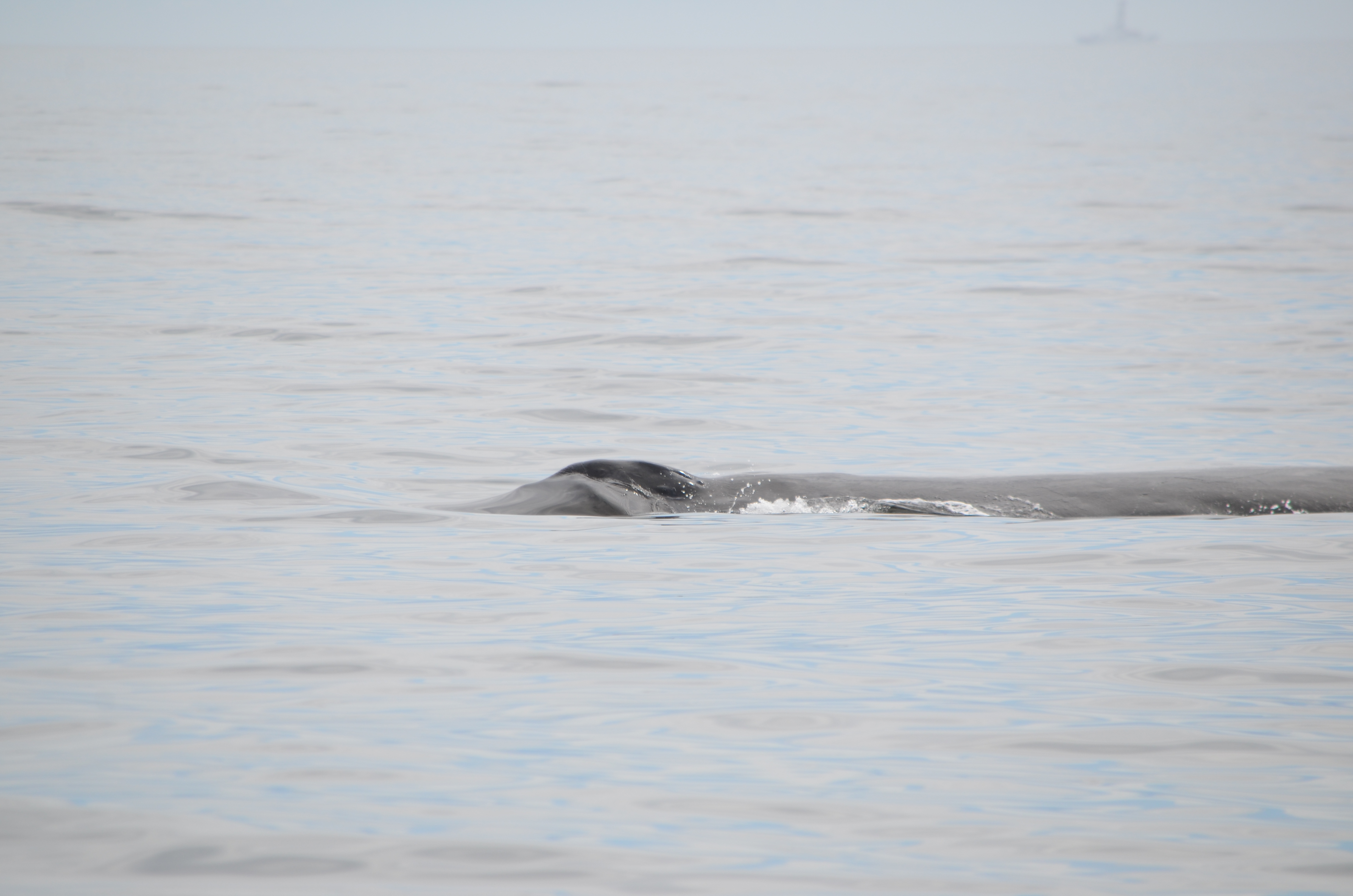 photos/wildlife/Mammal_Species/Humpback Whale/DSC_0125.JPG
